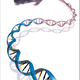 Illustration for article titled What Extraordinarily Weird Things Are Locked Up in Your Junk DNA?